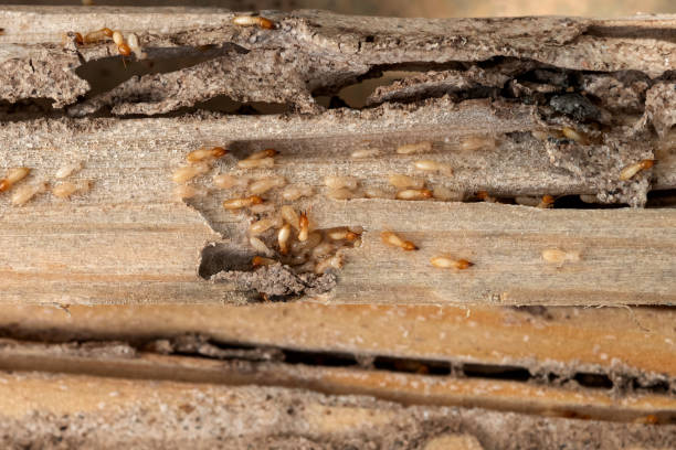 Best Exterminator Services  in Winnebago, IL